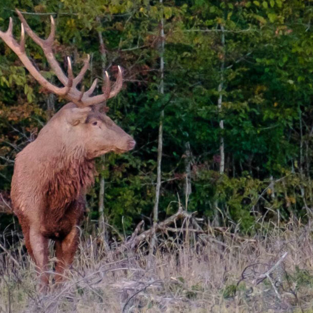 Cerf observé dans un sous-bois