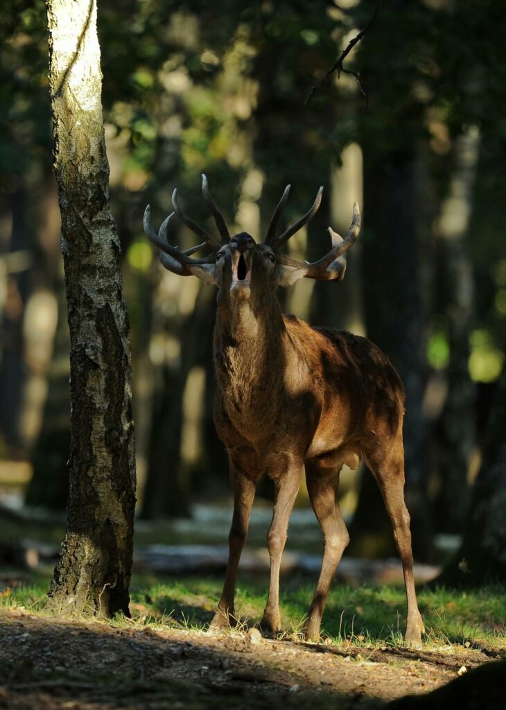 Deer spotted in the woodland