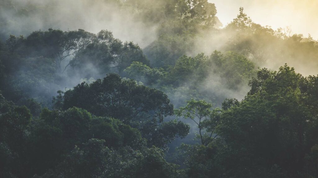 Paysage de foret et collines boisees dans le Tarn