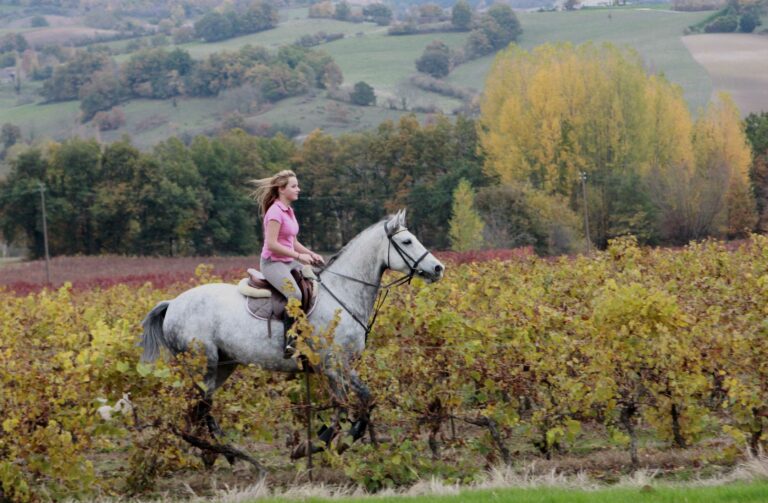 Balades dans les vignobles Gaillacois