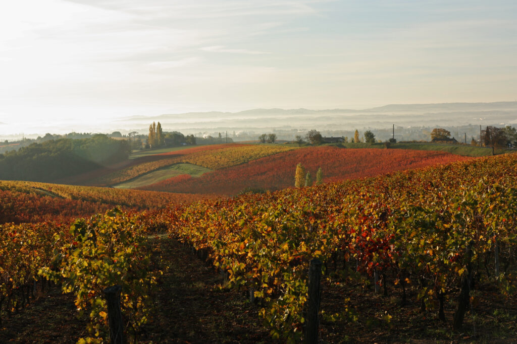Paysage de vignes vallonné